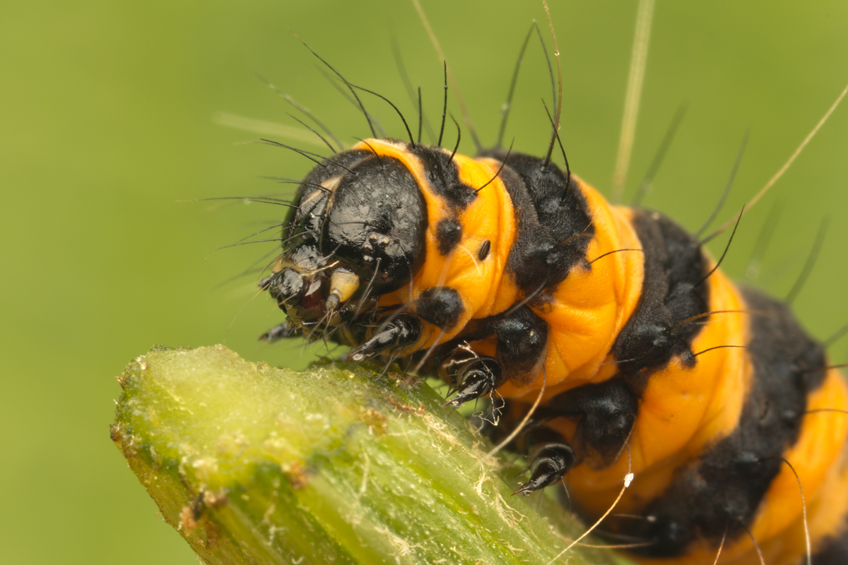 Cinnabar Moth Caterpillar 3